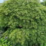 Japanse esdoorn - Acer Palmatum 'Dissectum'