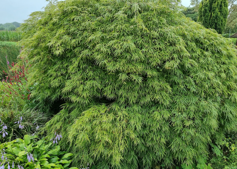 Japanse esdoorn - Acer Palmatum 'Dissectum'