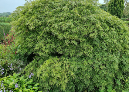 Japanse esdoorn - Acer Palmatum 'Dissectum'