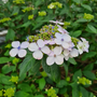 hortensia bloemen en bloei knoppen