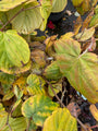Schijnhazelaar - Corylopsis spicata in de herfst