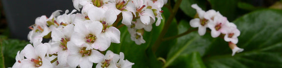 Schoenlappersplant - Bergenia 'Bressingham White'.jpg