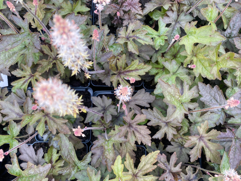 Schuimbloem - Tiarella 'Pink Skyrocket'