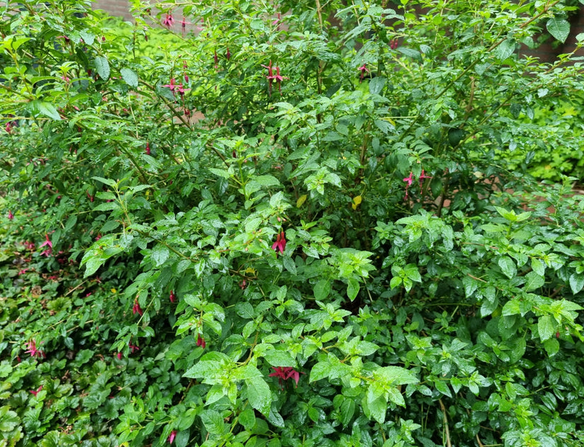 Fuchsia plant in bloei