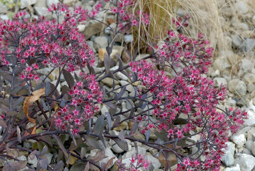 Vetkruid - Sedum 'Vera Jameson'