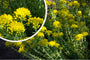 Tripmadam - Sedum reflexum gele bloei