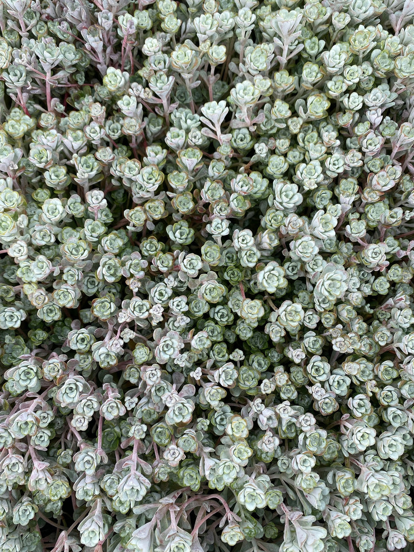 Sedum-spathulifolium-Cape-Blanco.jpg