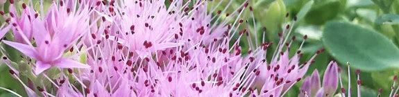 Prachtige tuinplanten roze bloeiende sedum