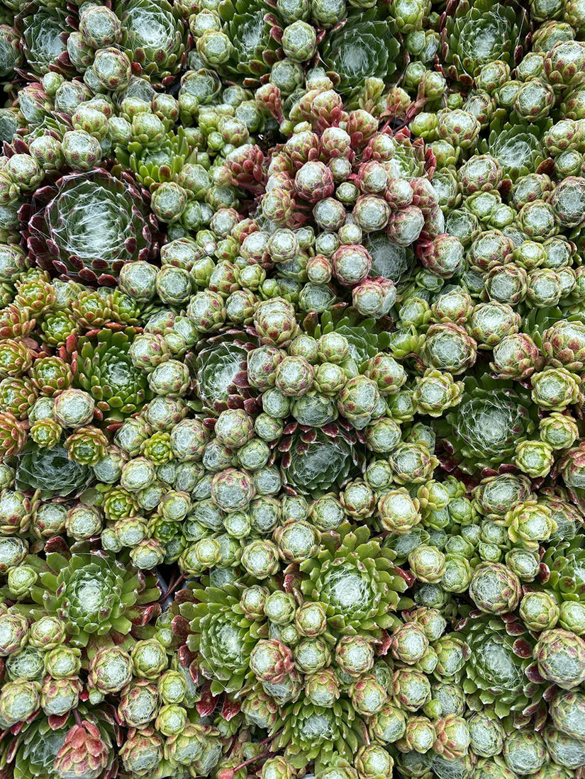 Huislook - Sempervivum 'Jubilee'