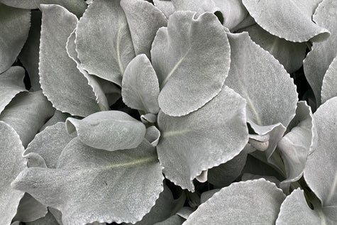 Kruiskruid - Senecio candicans 'Angel Wings' zilverwit blad
