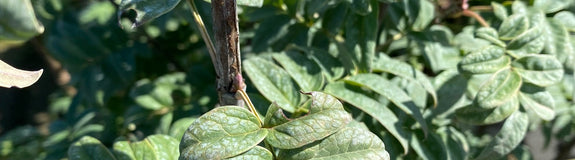 Geveerde sering - Syringa pinnatifolia