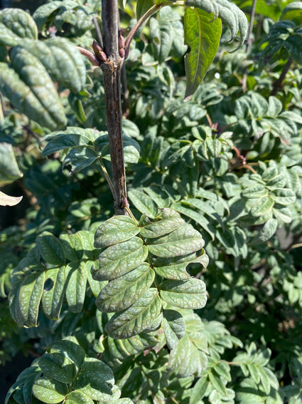 Geveerde sering - Syringa pinnatifolia