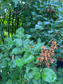 Populaire sierheester - Sering - Syringa vulgaris 'Charles Joly'