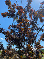 Sierappel - Malus 'Mokum' is een compacte boom