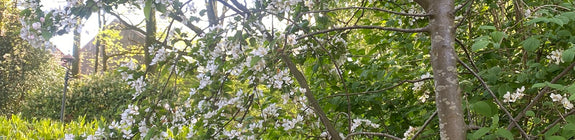 Sierappel - Malus 'Red Sentinel' wilde appelboom inheems