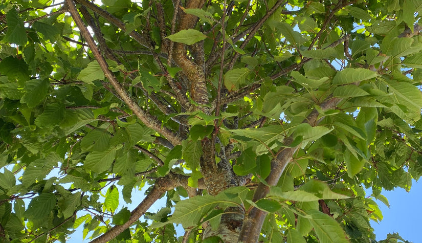 Sierkers - Prunus sargentii