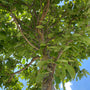 Sierkers - Prunus sargentii