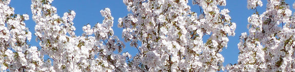 Prunus serrulata 'Sunset Boulevard' bloesem