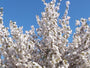 Prunus serrulata 'Sunset Boulevard' bloesem
