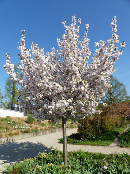 Sierkers - Prunus serrulata 'Sunset Boulevard'