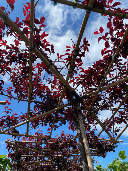 Sierpruim Dakboom - Prunus cerasifera Nigra