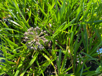 Sierui-Allium-Millenium.jpg