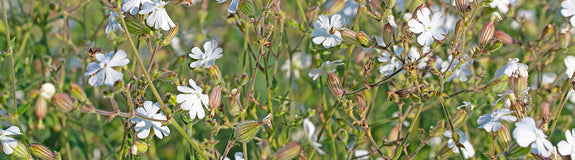 Avondkoekoeksbloem - Silene latifolia