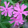 borderplanten tuinplanten bloeikleur roze