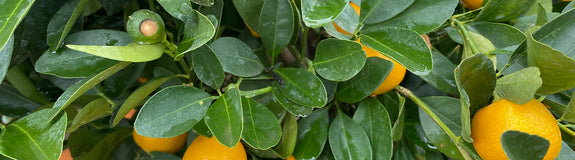 Sinaasappelboom - Citrus mitis 'Calamondin'