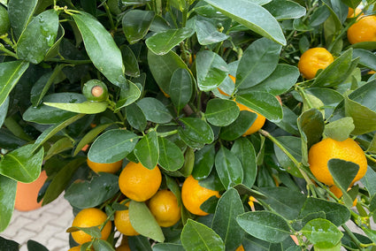 Sinaasappelboom - Citrus mitis 'Calamondin'