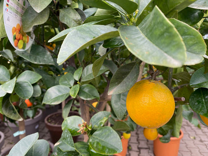 Sinaasappelboom - Citrus sinensis