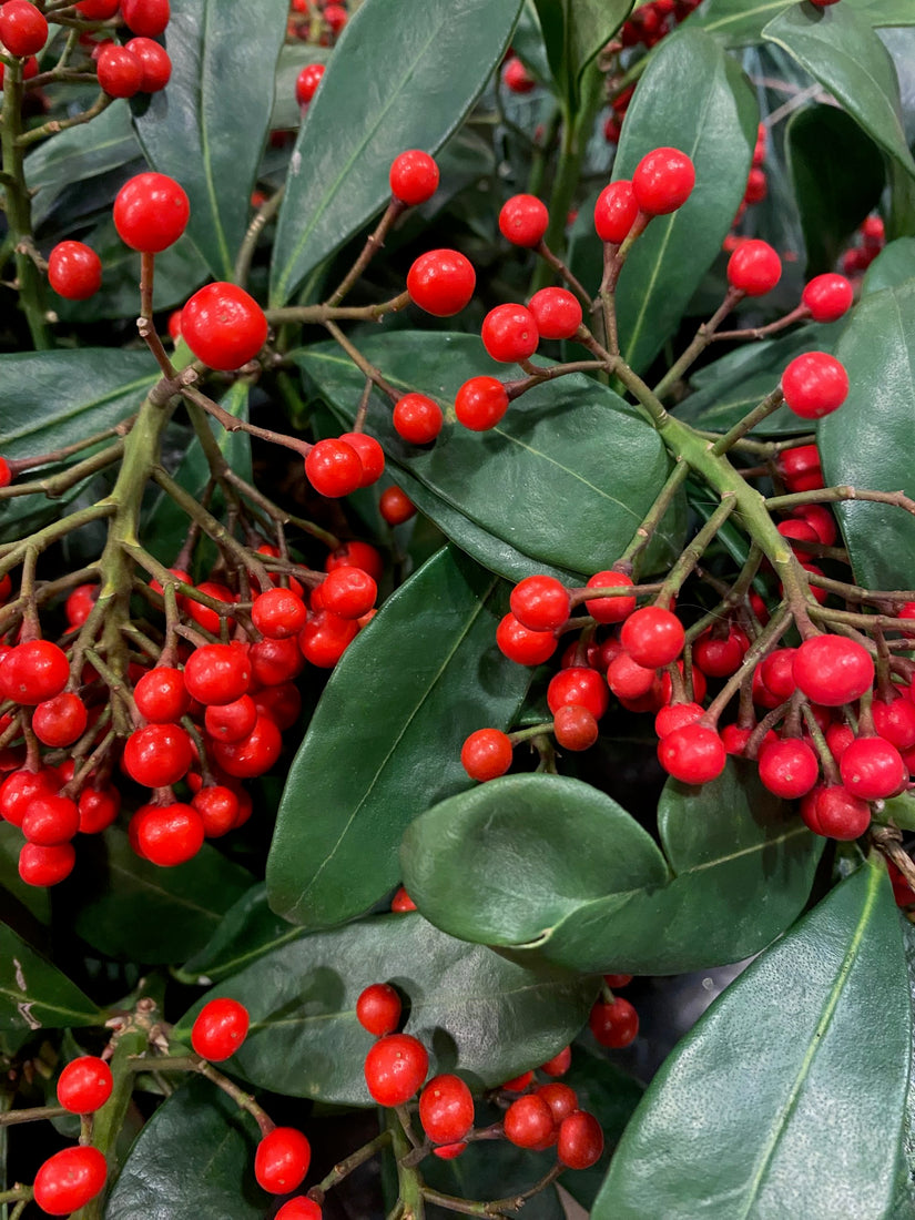 Besjes Skimmia Japonica 'Desire'