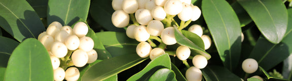 Skimmia japonica 'Key white'