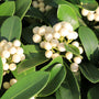 Skimmia japonica 'Key white'