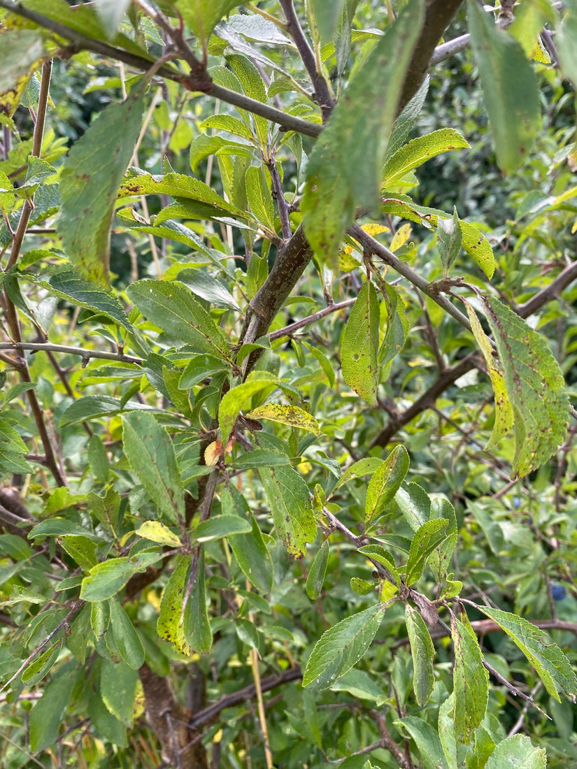 Bald Sleedoorn - Prunus spinosa