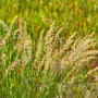 Smal fakkelgras - Koeleria macrantha, inheems