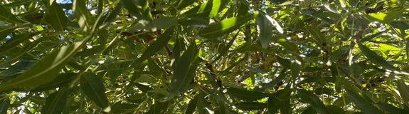 Blad Fraxinus angustifolia