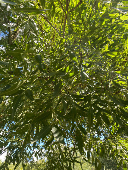 Blad Fraxinus angustifolia