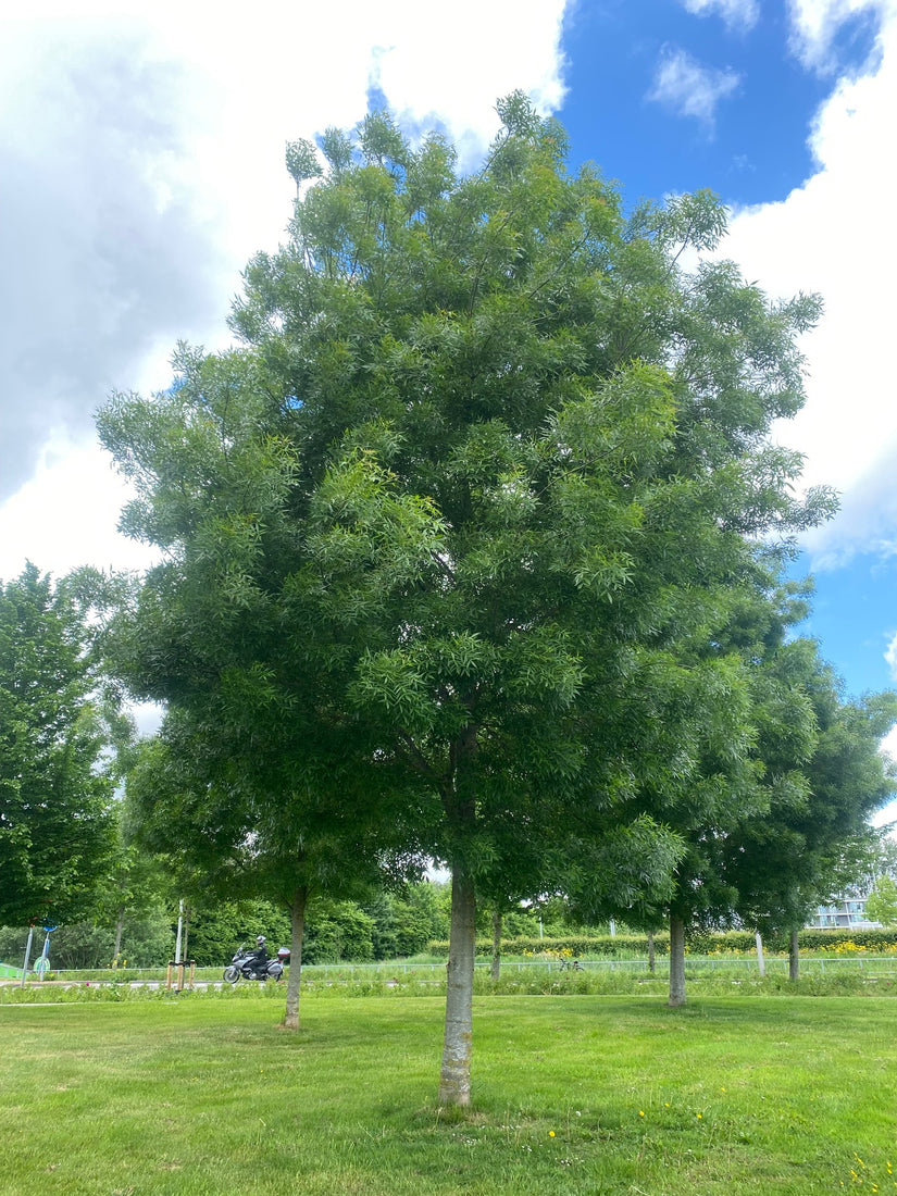 Smalbladige es - Fraxinus angustifolia