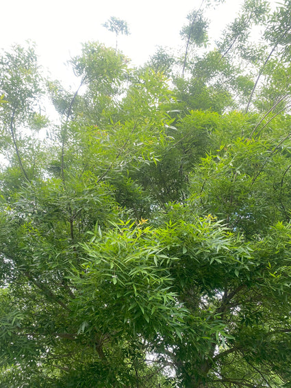 Smalbladige es - Fraxinus angustifolia
