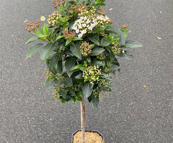 Sneeuwbal op stam - Viburnum tinus laagstam kopen