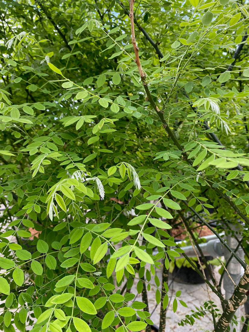 Honingboom - Sophora japonica - meerstammig