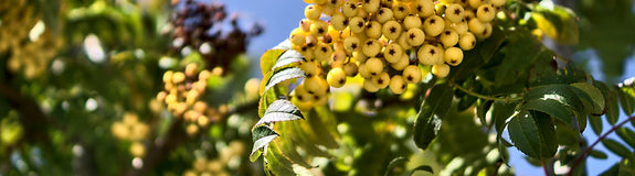 Lijsterbes - Sorbus aucuparia 'Sunshine'