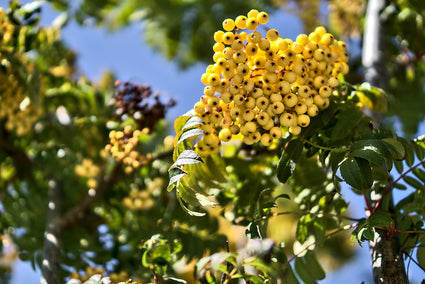 Lijsterbes - Sorbus aucuparia 'Sunshine'