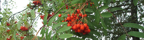 Wilde lijsterbes - Sorbus aucuparia 'Fastigiata'