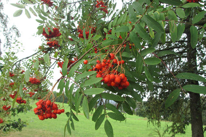 Wilde lijsterbes - Sorbus aucuparia 'Fastigiata'