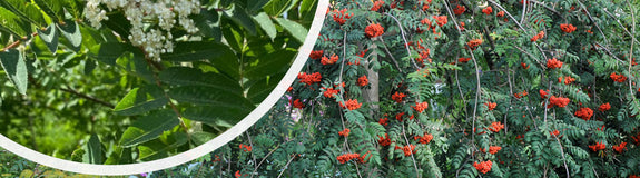 Treurlijsterbes - Sorbus aucuparia 'Pendula'