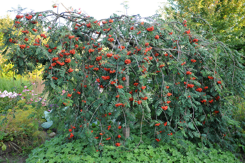 Treurlijsterbes - Sorbus aucuparia 'Pendula' - Treurvorm