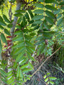 Het samengestelde blad Japanse lijsterbes - Sorbus commixta
