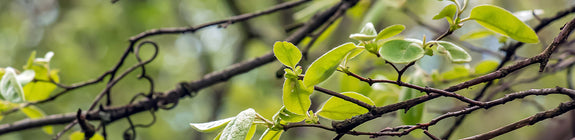 Breedbladige meelbes - Sorbus latifolia 'Henk Vink' Hoogstam